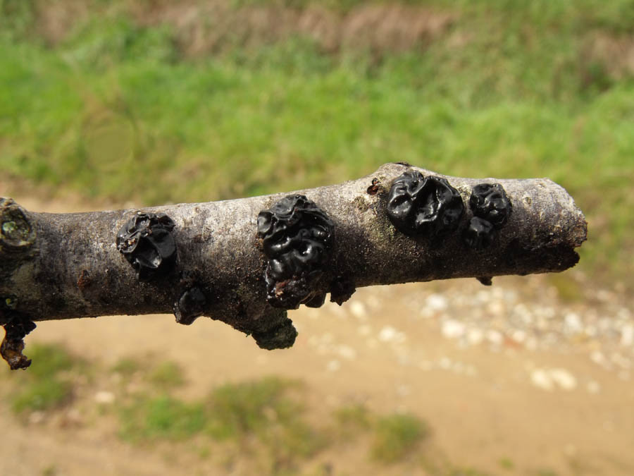 Fungo gelatinoso del legno